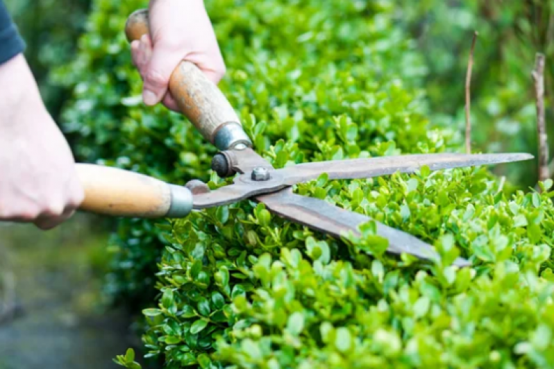 Serviços de Jardinagem em Condomínios Cotação Gamboa - Jardinagem e Paisagismo Empresa
