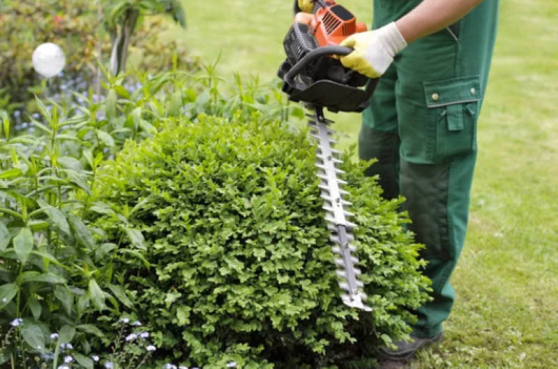 Valor de Serviço de Jardinagem e Paisagismo Jardim Botânico - Jardinagem e Paisagismo